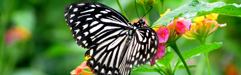Marari Beach Resort Butterfly Garden